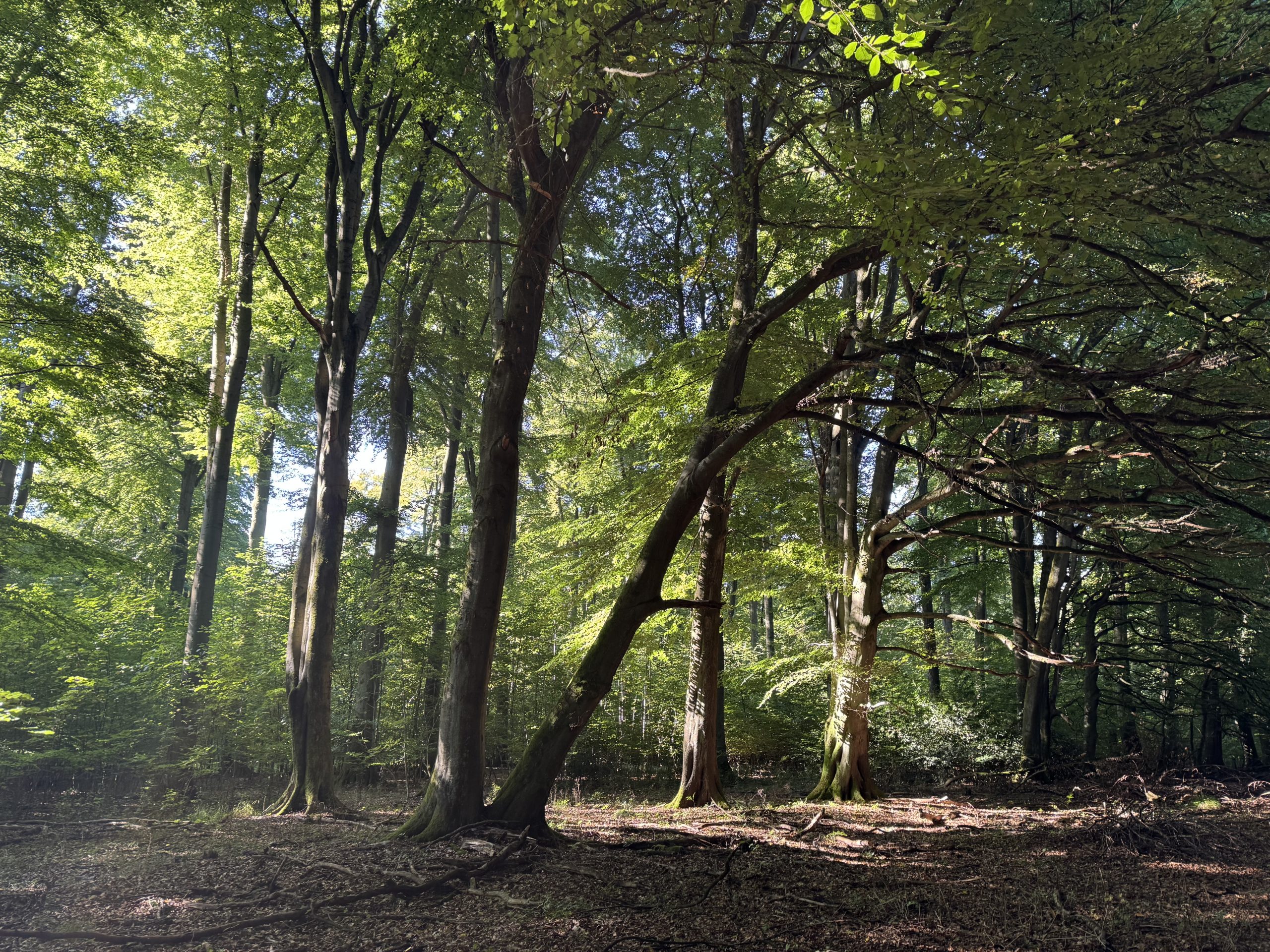 Therapiewald in Freirachdorf
