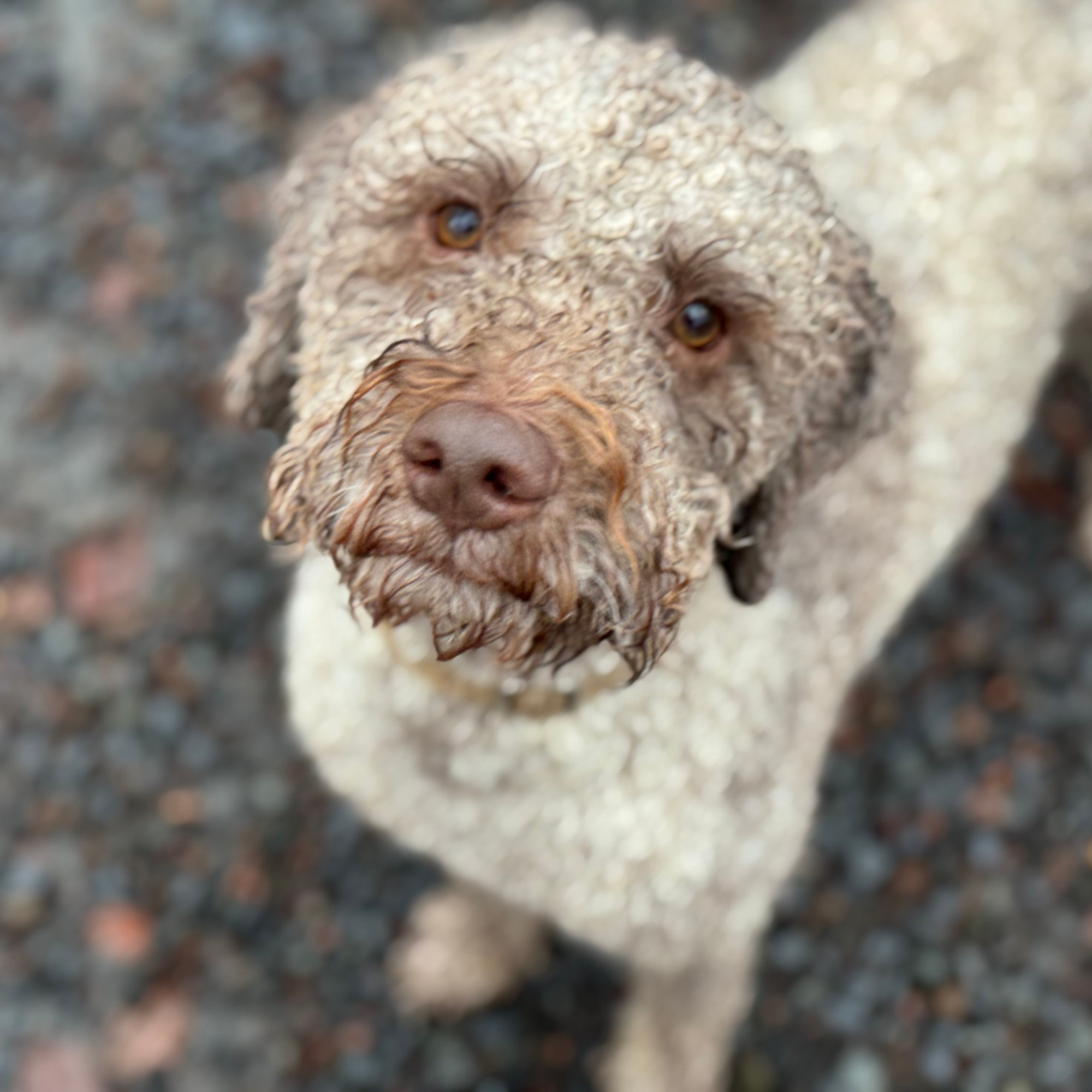Paolo, Idas Lagotto Romagnolo, der oft bei den Behandlungen dabei ist